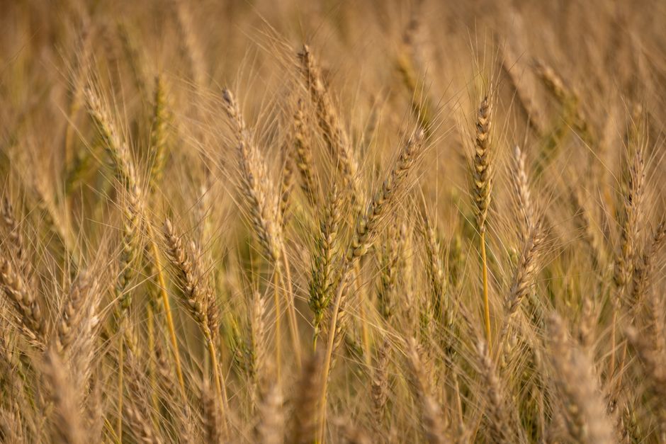 Diputada impulsa adhesión provincial a actualización nacional de alimentos libres de gluten en Santa Cruz